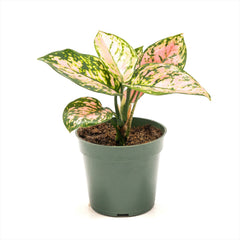Aglaonema ‘Beauty’