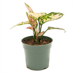 Aglaonema ‘Beauty’