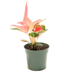 Aglaonema ‘China red’