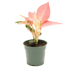 Aglaonema ‘China red’