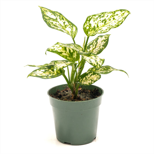 Aglaonema ‘Eileen’