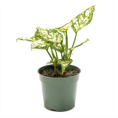 Aglaonema ‘Eileen’