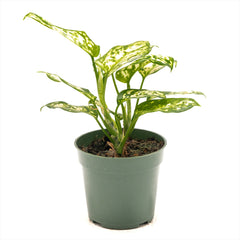 Aglaonema ‘Eileen’