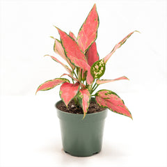 Aglaonema ‘Geely Red’