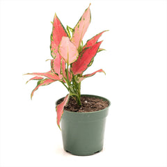 Aglaonema ‘Geely Red’