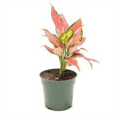 Aglaonema ‘Geely Red’