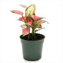 Aglaonema ‘Lady Valentine Red’