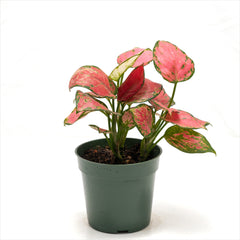 Aglaonema ‘Lady Valentine Red’