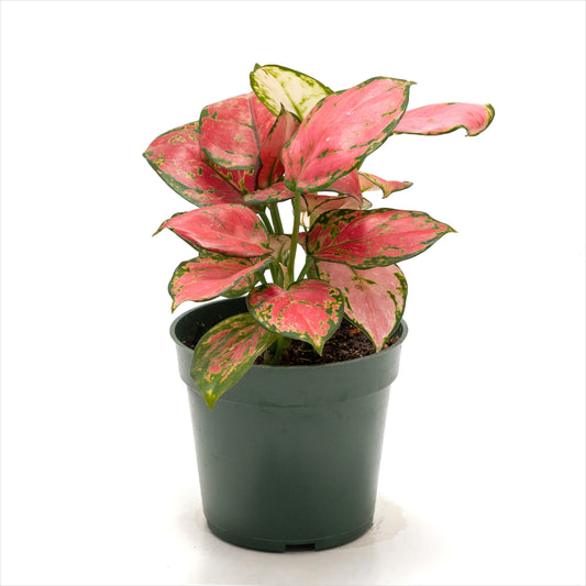 Aglaonema ‘Lady Valentine Red’