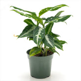 Aglaonema pictum 'Tricolor’