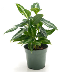 Aglaonema pictum 'Tricolor’