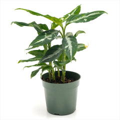 Aglaonema pictum 'Tricolor’