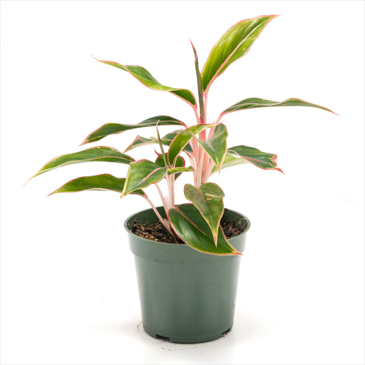Aglaonema ‘Sapphire’