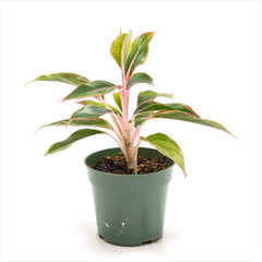 Aglaonema ‘Sapphire’