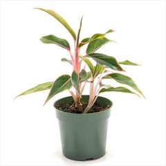Aglaonema ‘Sapphire’