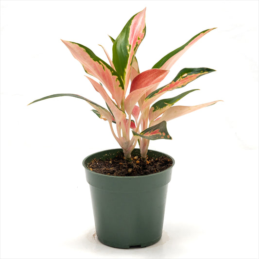 Aglaonema ‘Thailand Red’