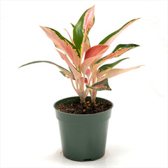 Aglaonema ‘Thailand Red’