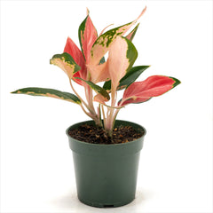 Aglaonema ‘Thailand Red’