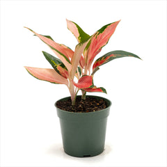 Aglaonema ‘Thailand Red’