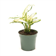 Aglaonema ‘White Valentine’