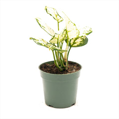 Aglaonema ‘White Valentine’