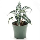 Alocasia amazonica ‘Bambino’