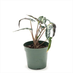 Alocasia amazonica ‘Bambino’