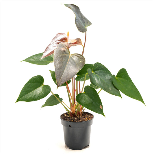 Anthurium