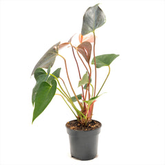 Anthurium