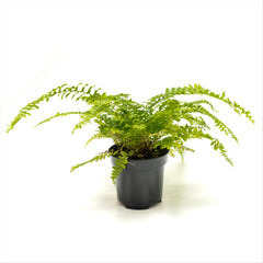 Boston Fern