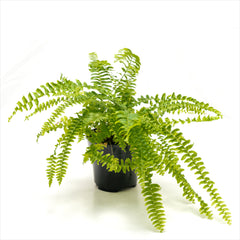 Boston Fern