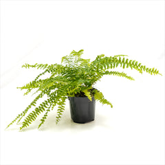 Boston Fern