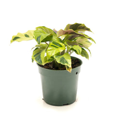 Calathea louisae 'Thai Beauty'