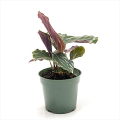 Calathea ‘Medallion’