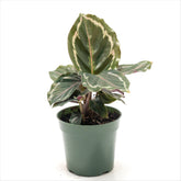 Calathea ‘Medallion’