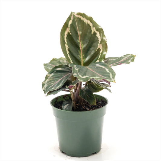 Calathea ‘Medallion’