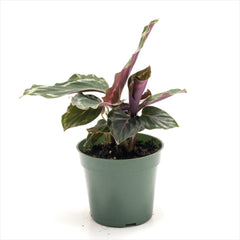 Calathea ‘Medallion’