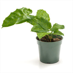 Calathea musaica ‘Bella Network’