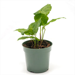 Calathea musaica ‘Bella Network’