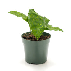 Calathea musaica ‘Bella Network’