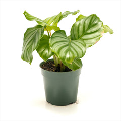 Calathea orbifolia