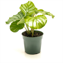 Calathea orbifolia