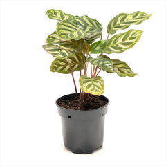 Calathea ‘Peacock’