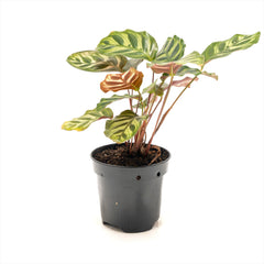 Calathea ‘Peacock’