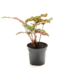 Calathea ‘Peacock’