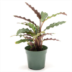 Calathea rufibarba