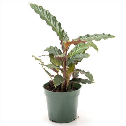 Calathea rufibarba