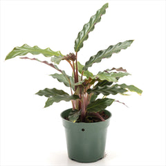 Calathea rufibarba