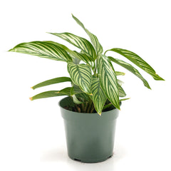 Calathea vittata