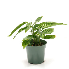 Calathea vittata